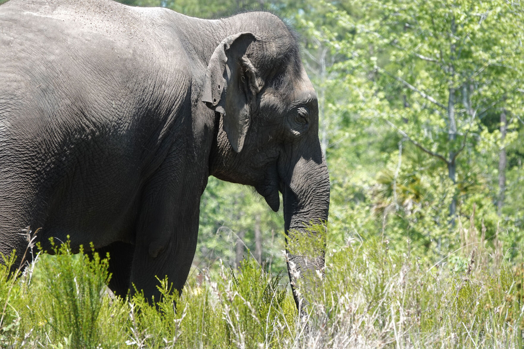 Retired circus elephants get new home with plenty of room to roam
